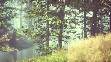 green grass in the forest at sunny summer morning video