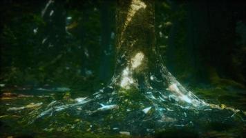 Old trees with lichen and moss in green forest video