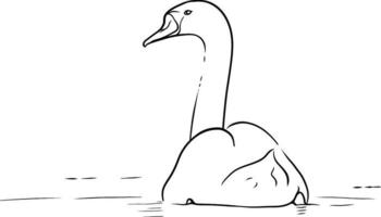 cisne nadando tranquilamente en el agua, ilustración de arte de línea vectorial