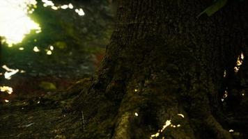 lucioles fantastiques dans la forêt magique video