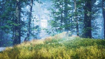 herbe verte dans la forêt au matin d'été ensoleillé video