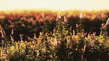 lenteweide met bloemen op zonsondergang video