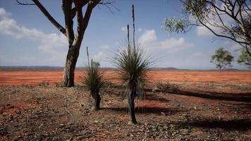 acacias dans le paysage de la tanzanie avec des nuages dans le ciel video