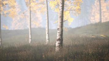 scene of sunrise in a birch forest on a sunny summer morning with fog video