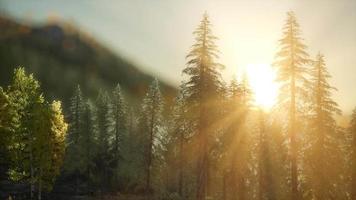 floresta de pinheiros ao nascer do sol com raios de sol quentes video