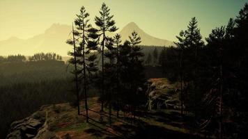 Pine tree forests at the base of mountain in sunny day of summer video