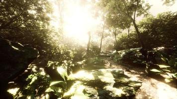 hyperlapse of tropic rainforest jungle with fog and sun rays video