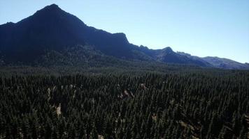 panorama de la forêt de cônes à la montagne video