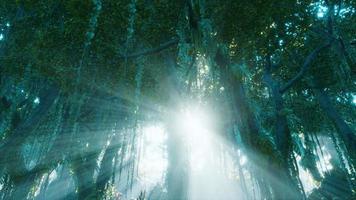 floresta enevoada e raios de sol brilhantes através de galhos de árvores video