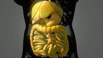 detailed human digestive system anatomy video