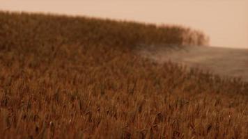 campo di grano d'oro al paesaggio al tramonto video