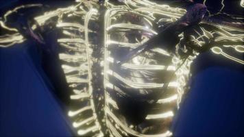 Human Body with Glow Blood Vessels video