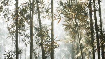foresta di bambù asiatica con luce solare mattutina video