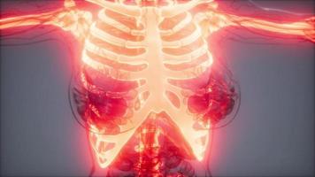 Transparent Human Body with Visible Bones video