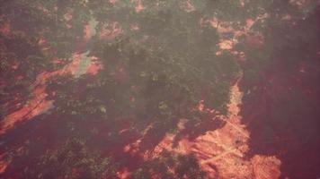 drone schoot luchtfoto of weg in oude bosbossen video