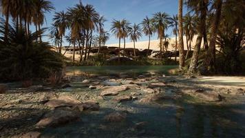 oasis idílico en el desierto del sahara video