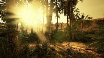 coucher de soleil dans le désert au-dessus de l'oasis avec palmiers et dunes de sable video