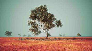 dry african savannah with trees video