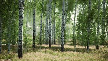 Birkenwald im Sonnenlicht am Morgen video