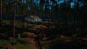 pinheiros selvagens ao amanhecer durante o nascer do sol em uma bela floresta alpina video