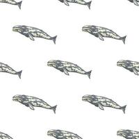 Seamless pattern with gray whale on white background. Template of cartoon character of ocean for fabric. vector