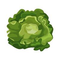 Butterhead lettuce isolated on white background. Kind salad in flat style. Agriculture symbol for any purpose. vector