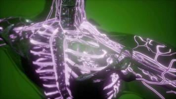 Human Body with Glow Blood Vessels video