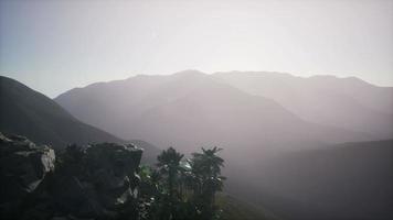 berg och fält landskap med palmer video