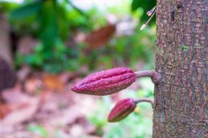 Small young cacao fruit on the cacao tree photo