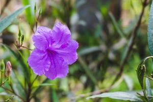 Purple Crocus Flowers in Spring photo