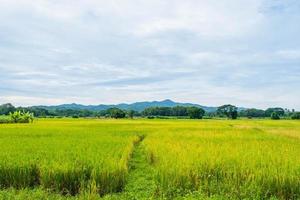Scenery of harvested rice fields and sky photo