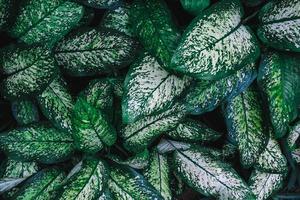 fondo de patrón de hojas verdes, fondo natural foto