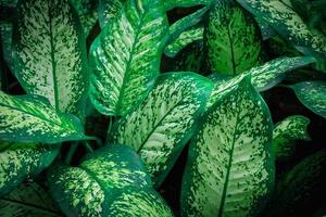 Green leaves pattern background, Natural background photo