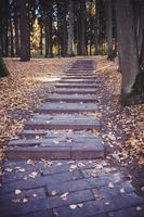 steps in the autumn forest photo