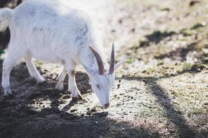 Little goat outdoors photo