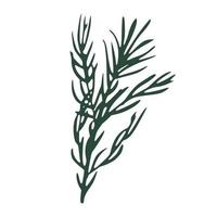 Twig rosemary isolated on white background. Sketch botanical hand drawn. vector