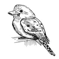 Vintage illustration of kookaburra on isolated white background. Vector illustration animal from Australian.