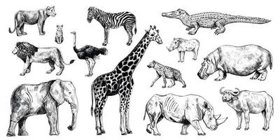 Set african animals isolated on white background. Collection giraffe, elephant, rhinoceros, hippo, buffalo. vector