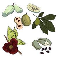 Set of tropical asimina tree elements, celfe fruits and cut, seeds, leaves and flower, sweet fruit pawpaw of green color with dark seeds vector