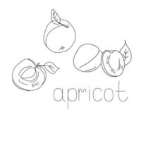 Set of fruits apricots, whole and halves, with pits and without, with leaf, coloring page vector