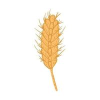 Wheat golden isolated on white background. Graphic design element in doodle style. vector