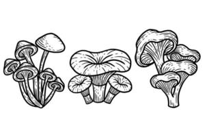 Set Mushroom healthy food engraved Hand Drawn Outline illustration vector