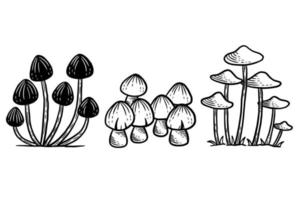 Set Mushroom healthy food engraved Hand Drawn Outline illustration vector