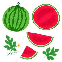 Set of watermelon, watermelon slices and leaves. For decorating banners, postcards, web projects and products vector