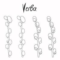 Willow branches . fluffy willow vector