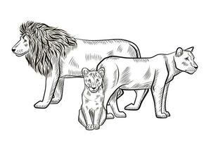 leones familiares aislados sobre fondo blanco. esbozar león gráfico, leona, cachorro depredador de sabana en estilo grabado. vector