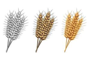 Set of ears of wheat or rye isolated on white background. vector