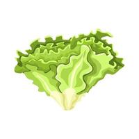 Batavia lettuce isolated on white background. Kind salad in flat style. Agriculture symbol for any purpose. vector