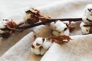 Cotton flower on grey fabric photo