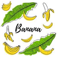 Hand drawn fruits banana set with color shapes vector illustration isolated on white background. Whole, parts, leaves and brunches sketch style collection. Fresh and tasty.